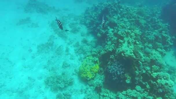 珊瑚礁 阳光下闪烁着颤动的光芒 彩色的大鱼游过 水下录像 — 图库视频影像
