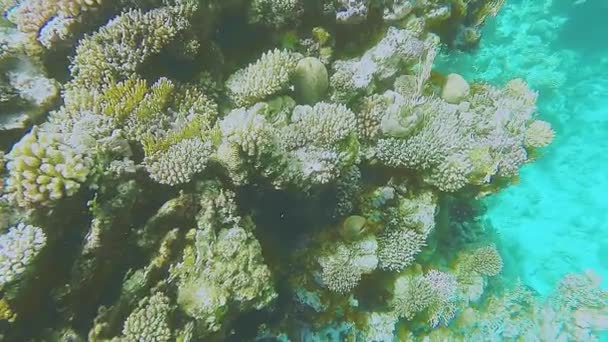 Barriera Corallina Colorata Nel Mar Rosso Vicino Alla Superficie Dell — Video Stock