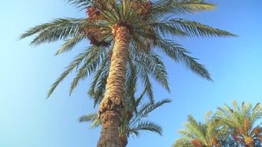 Hurma dalları sallanıyor mavi gökyüzüne, aşağıdan çekilmiş.