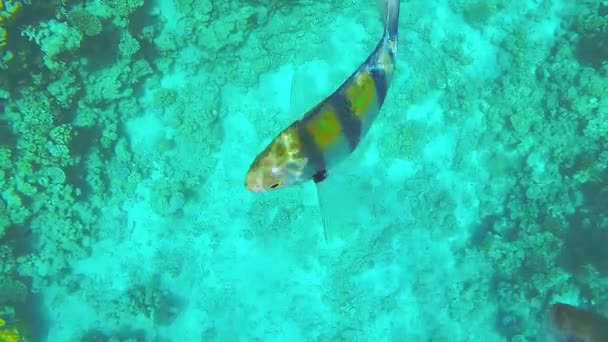 Grandes peces brillantes juguetean en el agua de mar junto a un arrecife de coral. — Vídeos de Stock