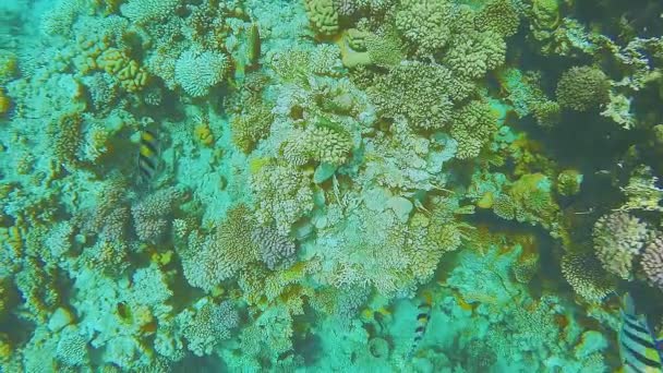 Κοραλλιογενής ύφαλος κοντά στην επιφάνεια του νερού ψάρια κολυμπούν παρελθόν — Αρχείο Βίντεο