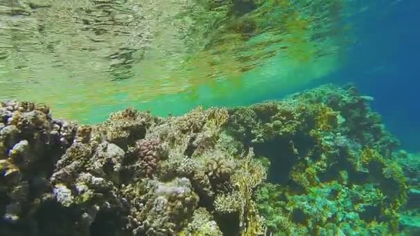 Colorful coral reef in the Red Sea with marine life. — Stock Video