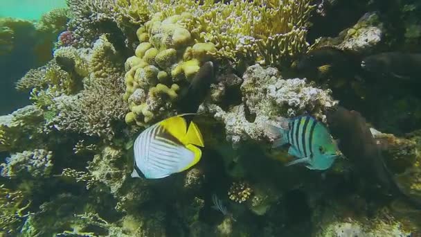 Grandes peces brillantes juguetean en el agua de mar junto a un arrecife de coral. — Vídeo de stock