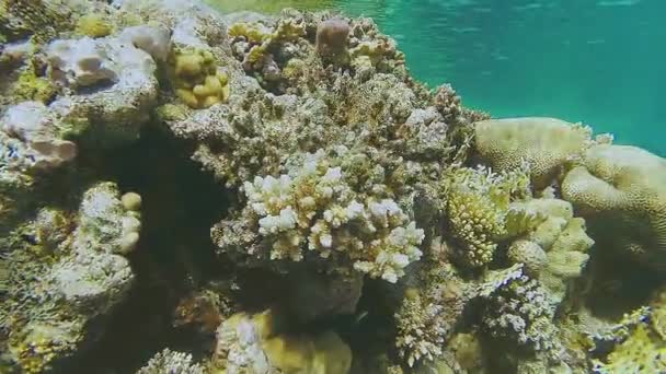 Ένας μεγάλος κοραλλιογενής ύφαλος κοντά στη θάλασσα κοντά σε μεγάλα ψάρια. — Αρχείο Βίντεο