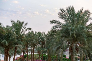 Hurma ağacının tomurcukları sarkmış, meyveler içinde..