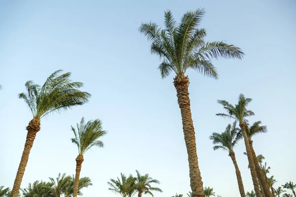 Date palms against the blue sky sway in the wind. — Fotografia de Stock