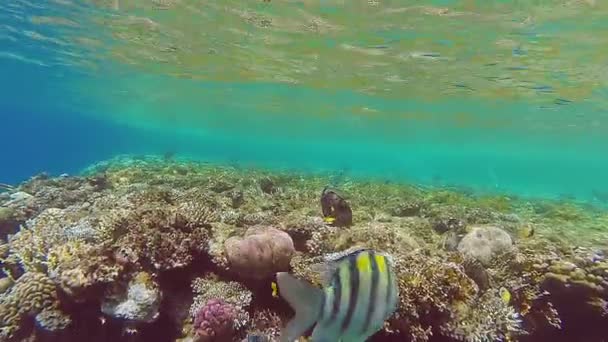 Arrecife de coral cerca de la superficie del agua con peces nadadores — Vídeos de Stock