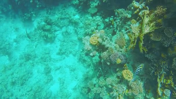 태양에서 반짝 이는 눈초리를 하고 있는 산호초, 커다란 색깔 의물 고기 가 옆에서 헤엄치고 있다 — 비디오