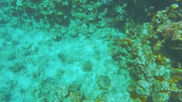 초록빛으로 반짝 이는 바 다 밑바닥의 산호초 — 비디오
