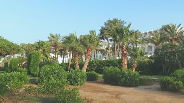 Date palms amid blooming greenery and on site. — Stock Video