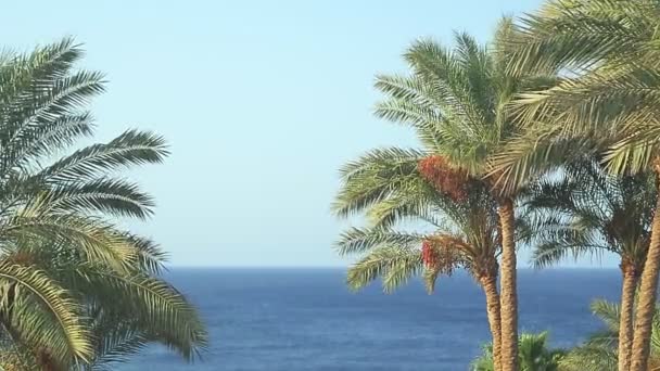 Date palms with branches sway in the wind against the background of the sea. — Vídeo de Stock