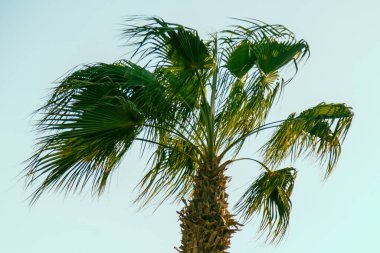 Mavi arkaplanda hurma ağaçları. Sulu yeşil yapraklar..