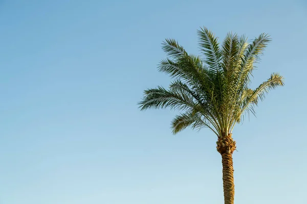 Palmbomen op een achtergrond van blauwe hemel groene sappige bladeren kopiëren plaats. — Stockfoto