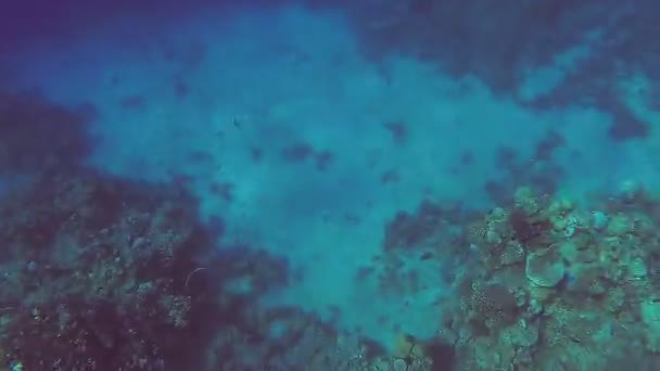 Recife de coral no mar perto da superfície da água — Vídeo de Stock