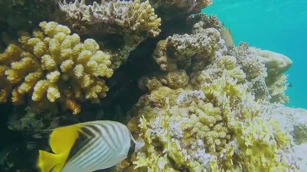 Duża rafa koralowa w pobliżu morza z wieloma dużymi kolorowymi rybami w pobliżu — Wideo stockowe