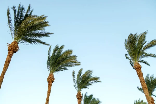 The tops of date palms sway in the wind against a blue sky. — Fotografia de Stock