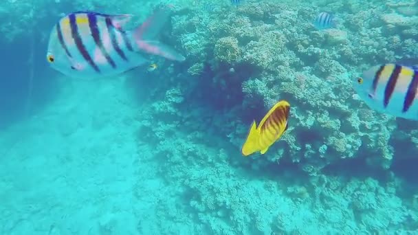 The coral reef in the red sea is at the bottom and the flock of fish swimming is large — Wideo stockowe