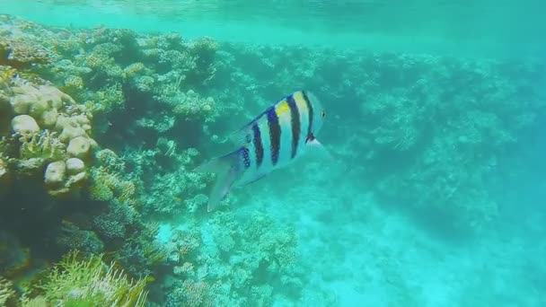Egy színes korallzátony a Vörös-tengeren, közel a víz felszínéhez, halakkal úszva. — Stock videók