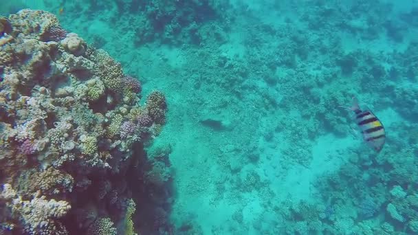 Arrecife de coral con peces de colores nadando cerca — Vídeos de Stock