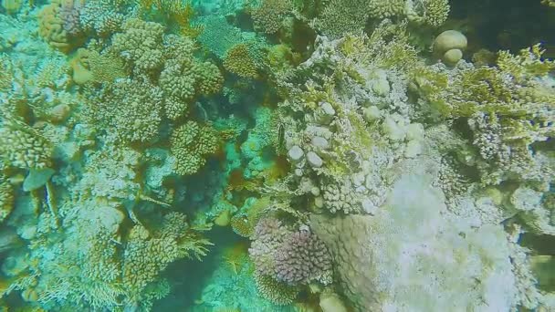 Коралловый риф близко к поверхности воды рыбы плавают мимо — стоковое видео