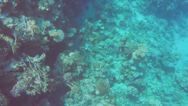 Grande recife de coral no mar vermelho no fundo — Vídeo de Stock