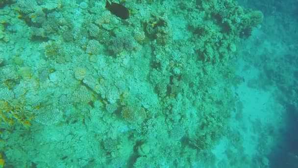 태양에서 반짝 이는 빛을 받는 산호초 — 비디오