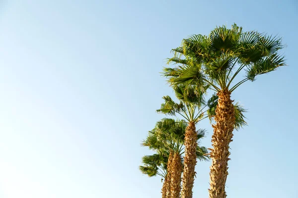 Palmen Vor Blauem Himmel Und Saftigen Blättern Horizontales Foto — Stockfoto