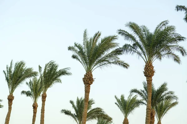 Date Palm Peaks Sunny Day Blue Sky Sway Wind Horizontal — Stock Photo, Image