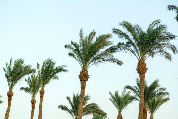 пальмовые вершины в солнечный день против синего неба, колеблющегося на ветру. Горизонтальное фото