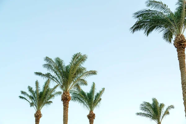 Tops Date Palms Sway Wind Blue Sky Horizontal Photo — 图库照片