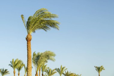 Mavi gökyüzünün arka planındaki palmiye ağaçları sulu yeşil yapraklar. Yatay fotoğraf