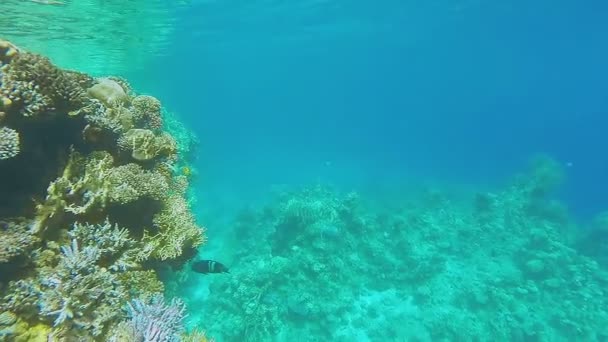 Velký Korálový Útes Azurové Mořské Vodě Pestrý Pestrý Podvodní Video — Stock video