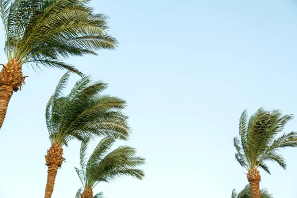 Date palm peaks on a sunny day against the blue sky sway in the wind. — Fotografia de Stock