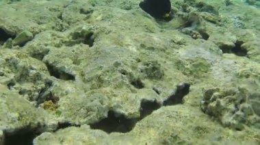 Denizin dibindeki ölü mercan resifi ve yüzen balıklar.
