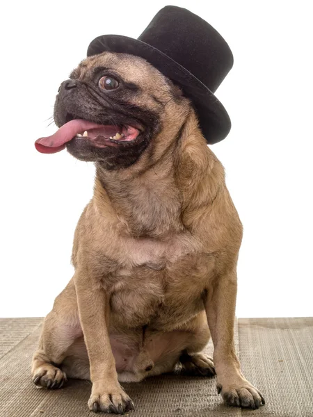 Pug dog wearing a top hat — Stock Photo, Image