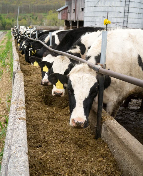 Молочная ферма — стоковое фото
