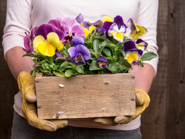 Gardener — Stock Photo, Image