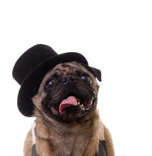 Schattig pug hond met hoed, geïsoleerd — Stockfoto