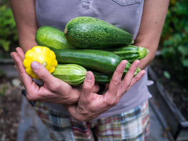 Nyskördade trädgård grönsaker — Stockfoto