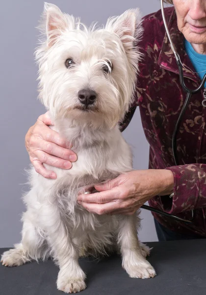 Cão recebendo um check-up no veterinário — Fotografia de Stock