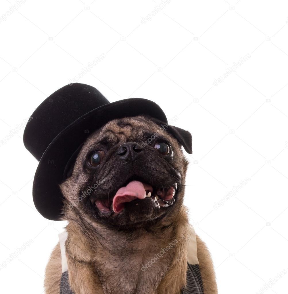 pug with hat