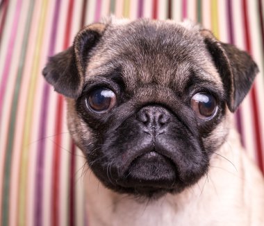 şirin pug yavrusu
