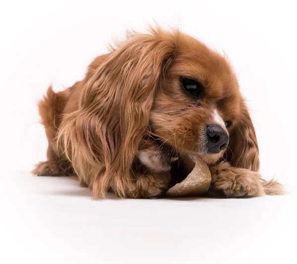 Puppy dog chewing on a bone — Stock Photo, Image