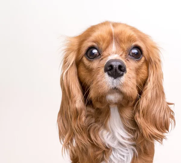 Cavalier King Charles Spaniel Puppy Dog Portrait — Stock Image Cavalier King Charles Spaniel Puppy Dog Portrait Stock Image