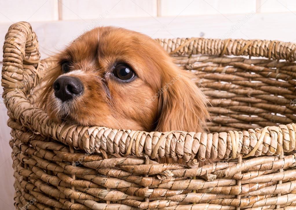 Puppy in a basket