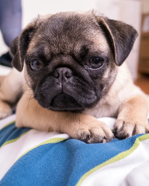 Lindo pug cachorro en el pecho de un chico . —  Fotos de Stock