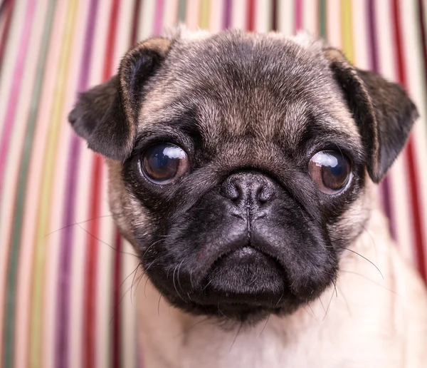 Schattig pug puppy — Stockfoto