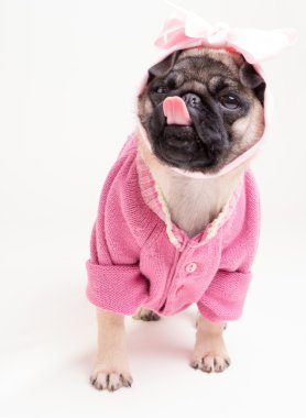 Pink lady