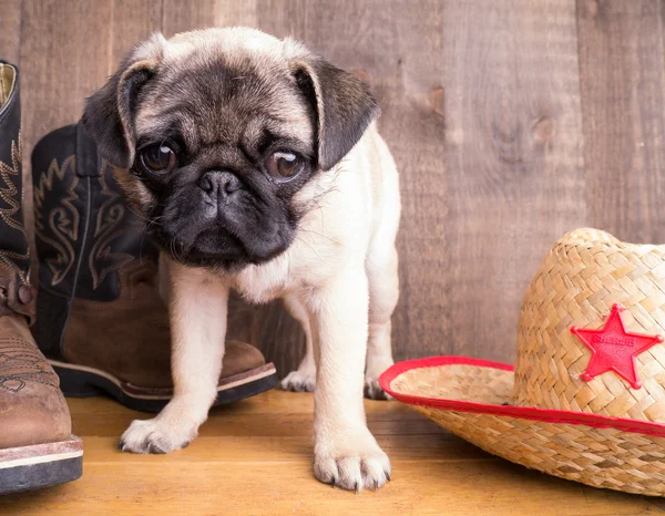 Cowboy Pug cachorro —  Fotos de Stock