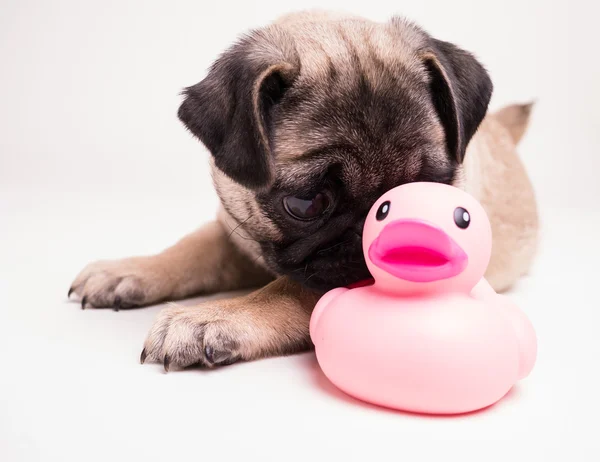 Filhote de cachorro bonito Pug com brinquedo — Fotografia de Stock